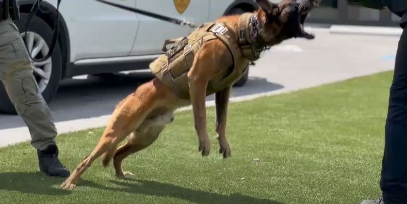 B.A.T K9 Ballistic Protection System