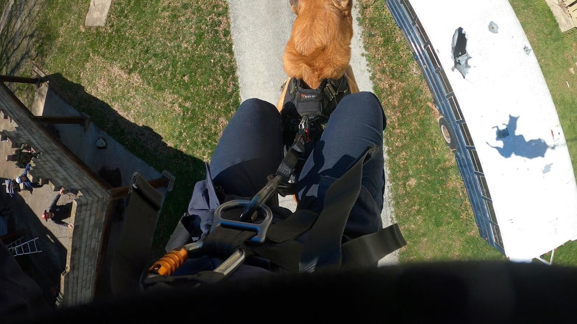 B.A.T K9 Ballistic Protection System on a working dog during field training