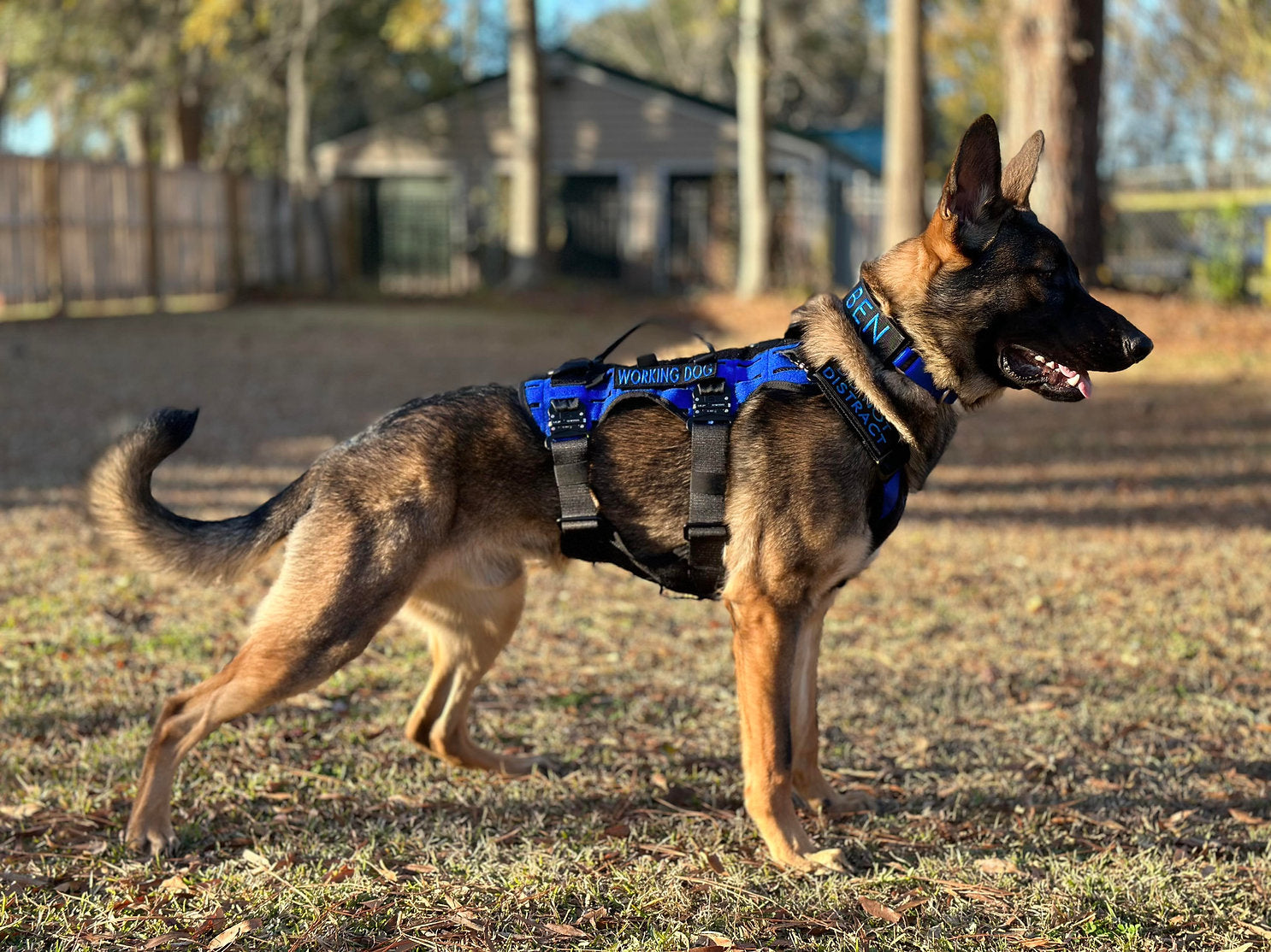 Delta-6 K9 Harness