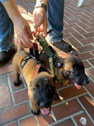 Two Cute Mal Pups in Started Puppy harnesses