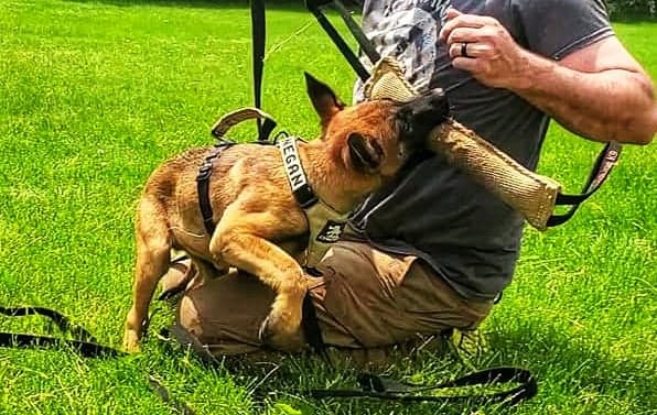Puppy doing an Introduction to bite work training session in a Titan Ultra K9 Puppy Harness