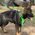 Titan Puppy Harness, leash and collar, Lime green on purple
