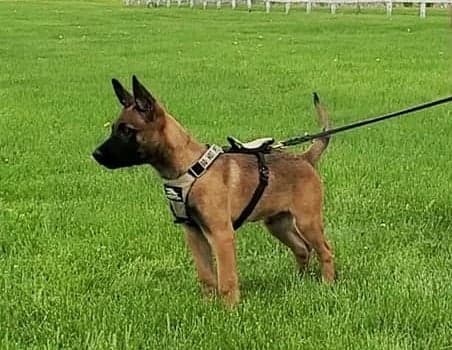 Neegan wearing puppy harness by Titan Ultra K9 Gear
