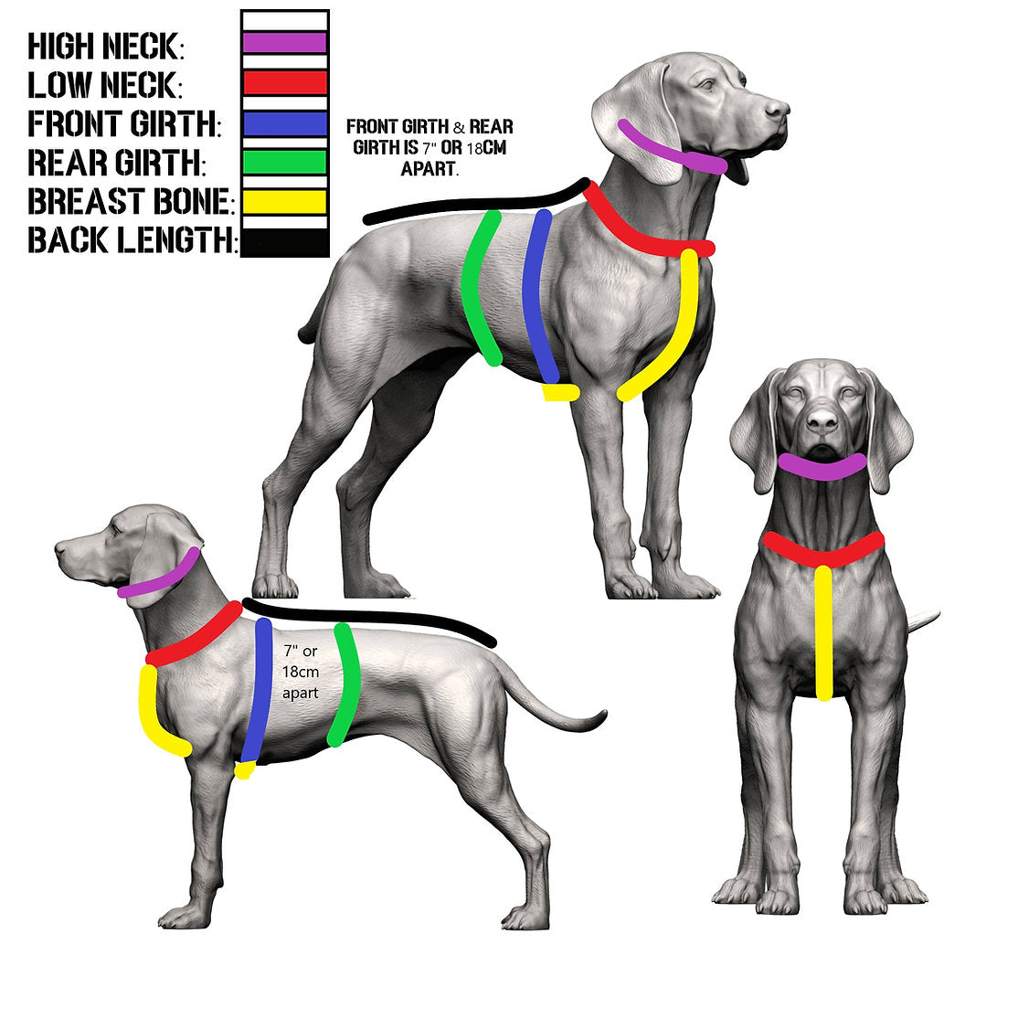 Diagram showing how to measure a dog for a harness with labeled measurements on a white background.