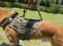 Foxtrot K9 Vest