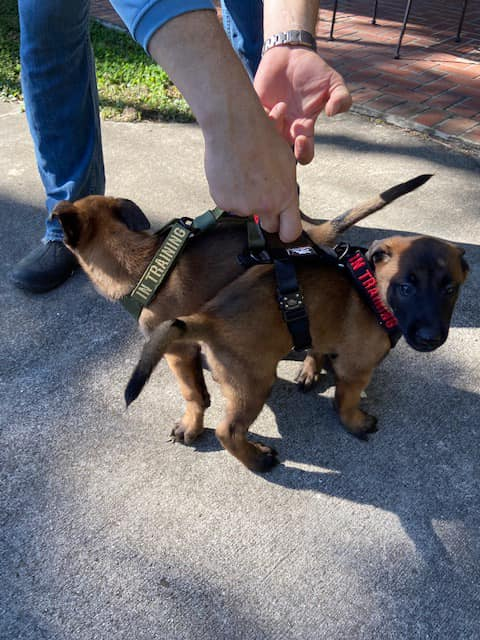 Cute puppies wearing Titan Ultra K9 Gear puppy harnesses